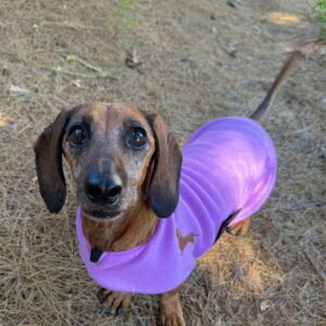 CDR Dog Jacket Lavendar